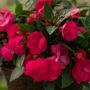 New Guinea Impatiens – Super Sonic Pink – 12″ Hanging Basket